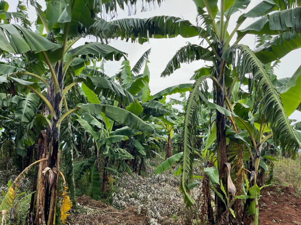 Bananenstauden